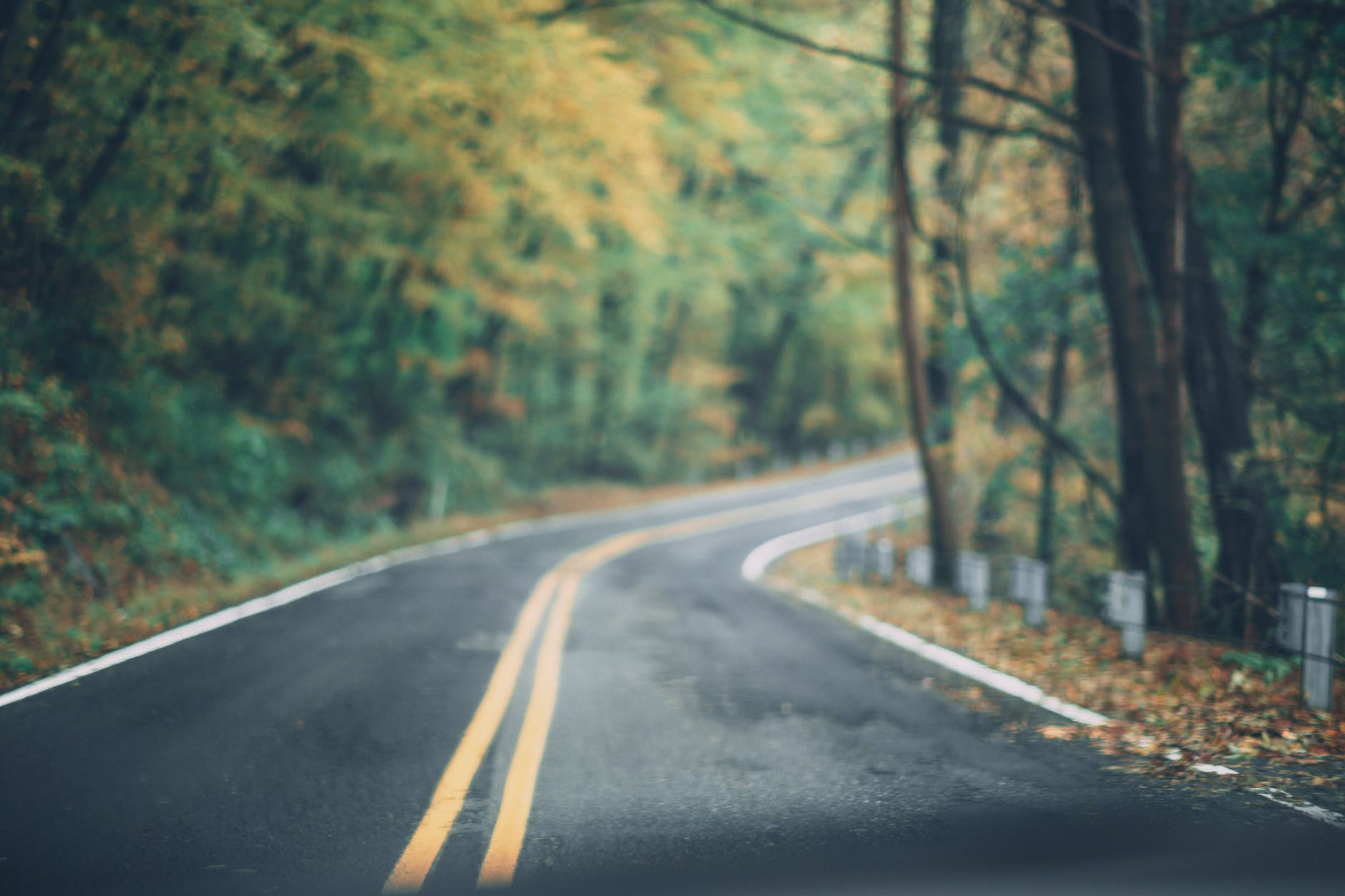 asphalt road between trees