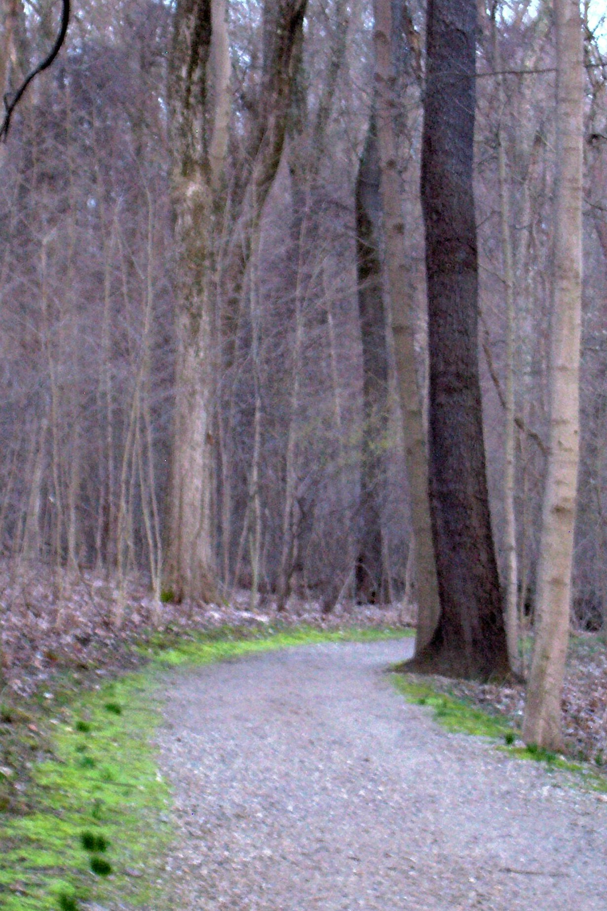 2019 April 8 Chestnut Ridge 003.JPG