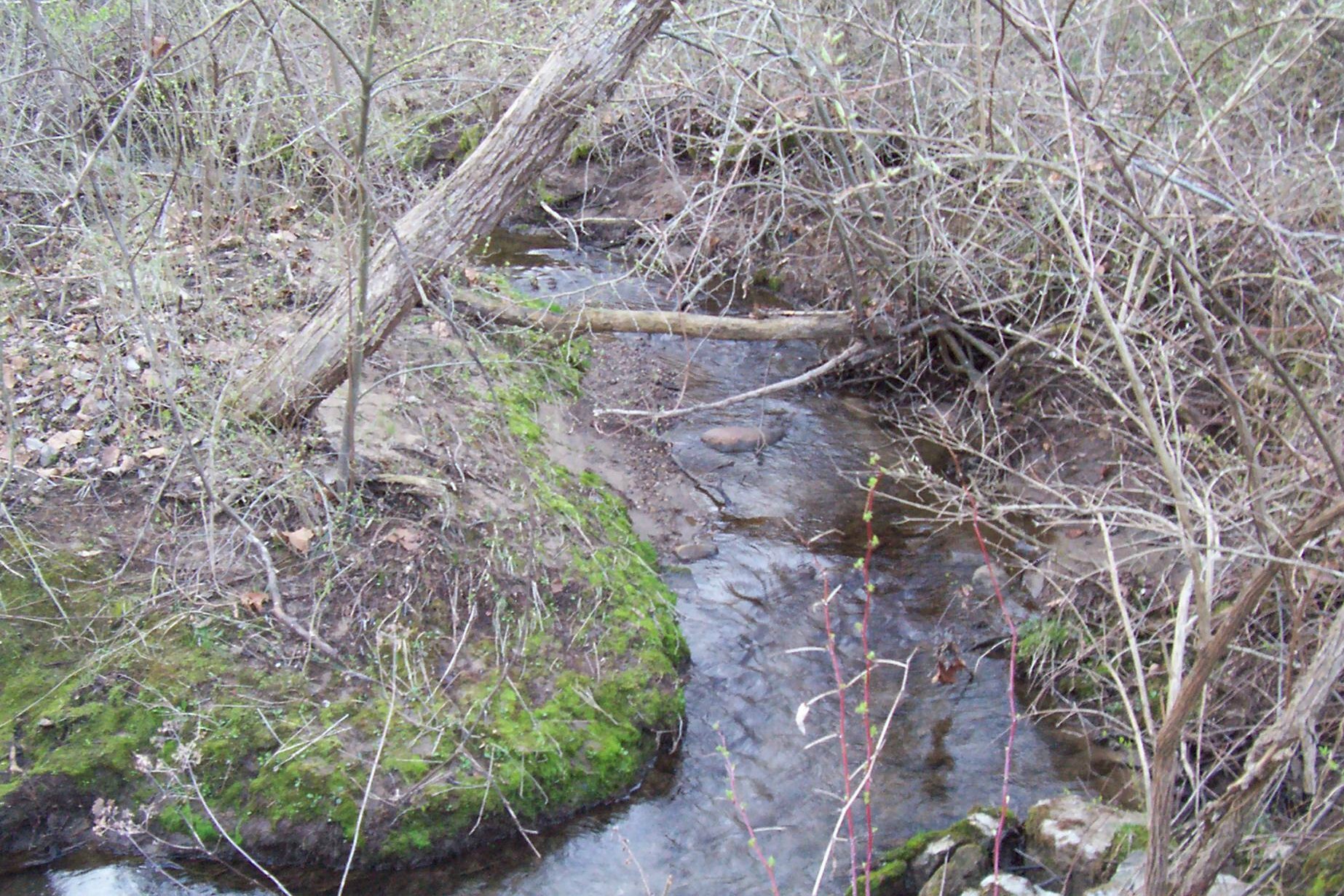 2019 April 8 Chestnut Ridge 005.JPG