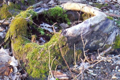 2019 April 8 Chestnut Ridge 008.JPG