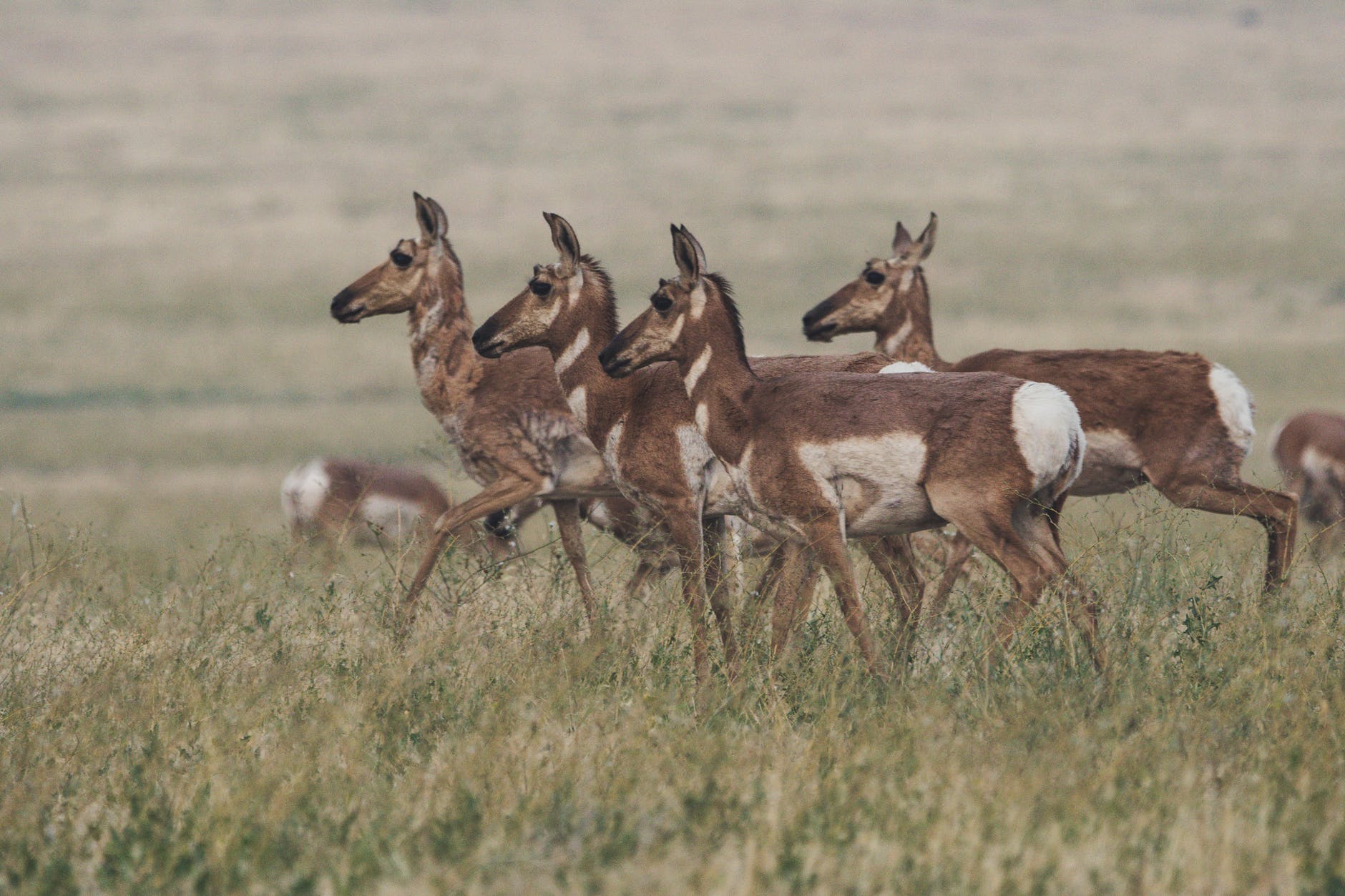 herd of brown doe walking on field