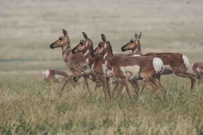 herd of brown doe walking on field