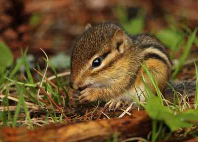 adorable animal baby backyard