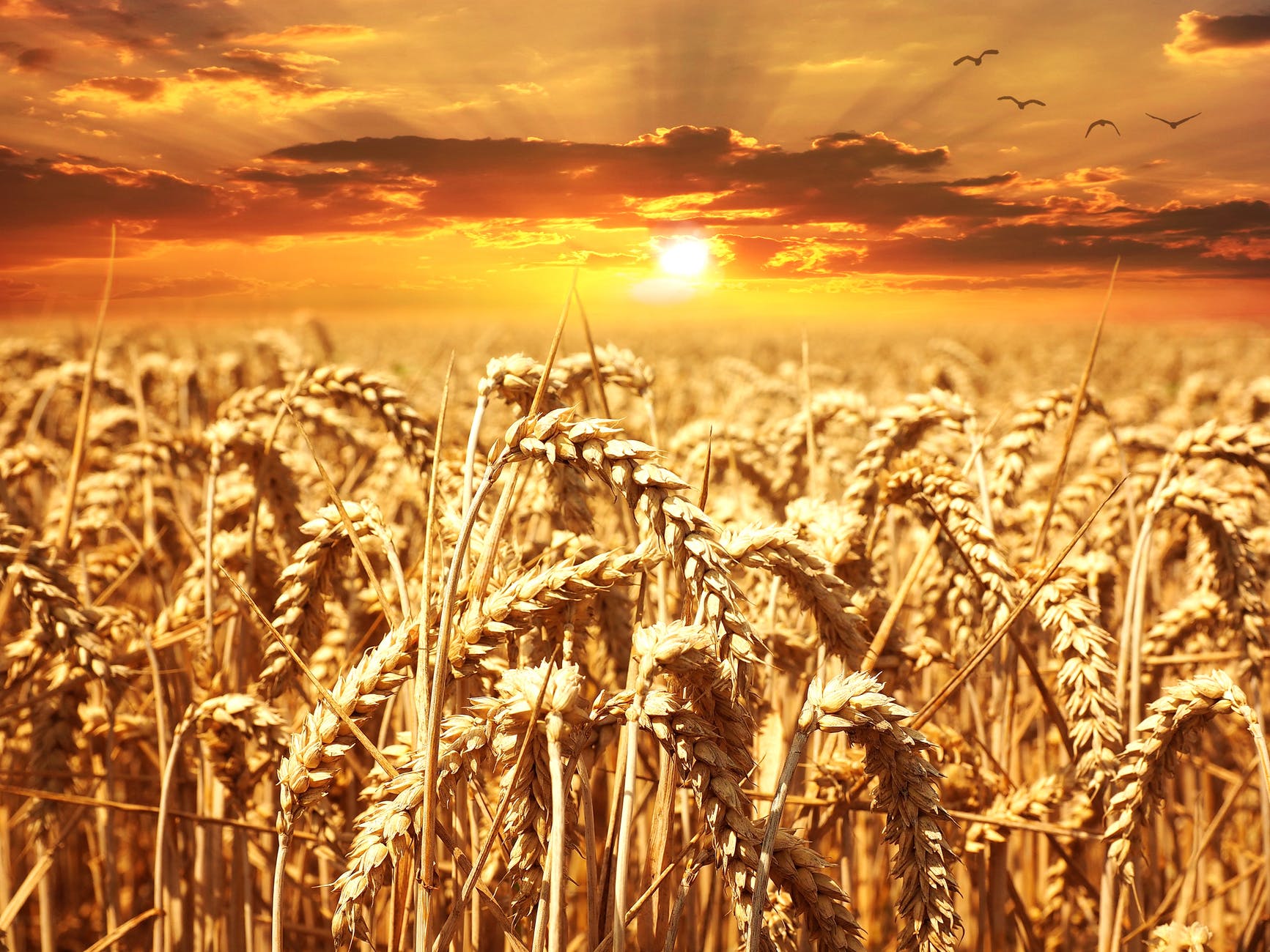 sunset cereals grain lighting