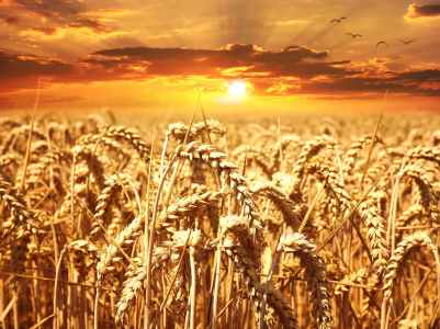 sunset cereals grain lighting