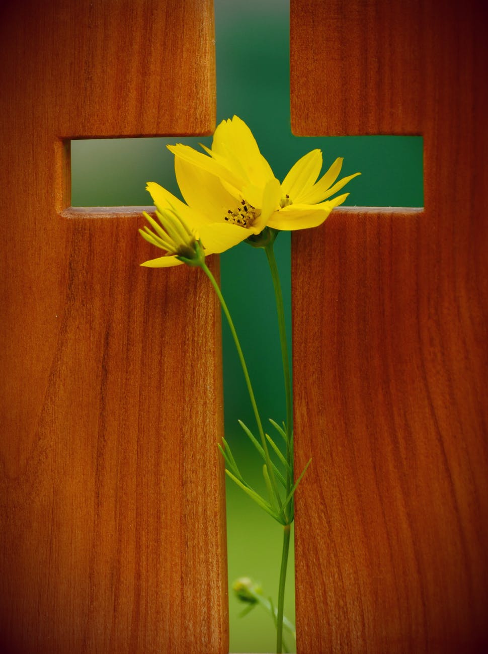 yellow cosmos flower in green cross wooden decor