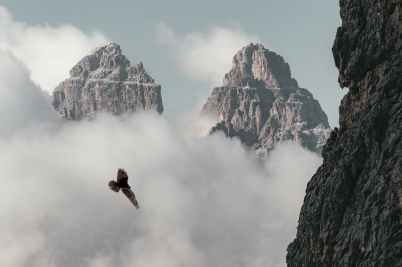 brown bird flying near mountain