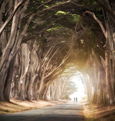 two persons standing on road surrounded by trees