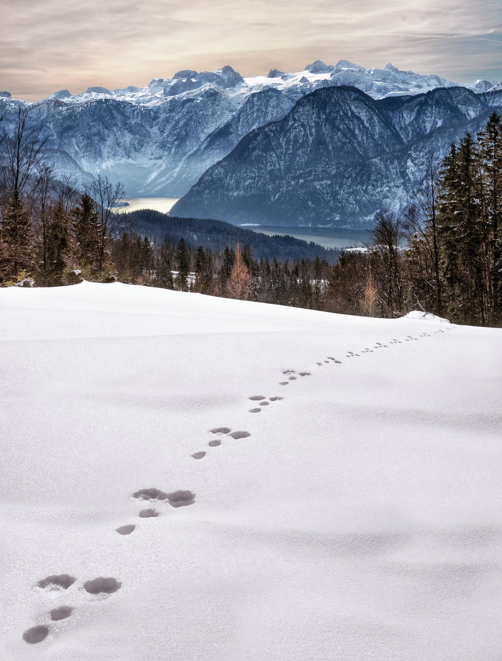 animal foot prints on snow near mountain at daytime