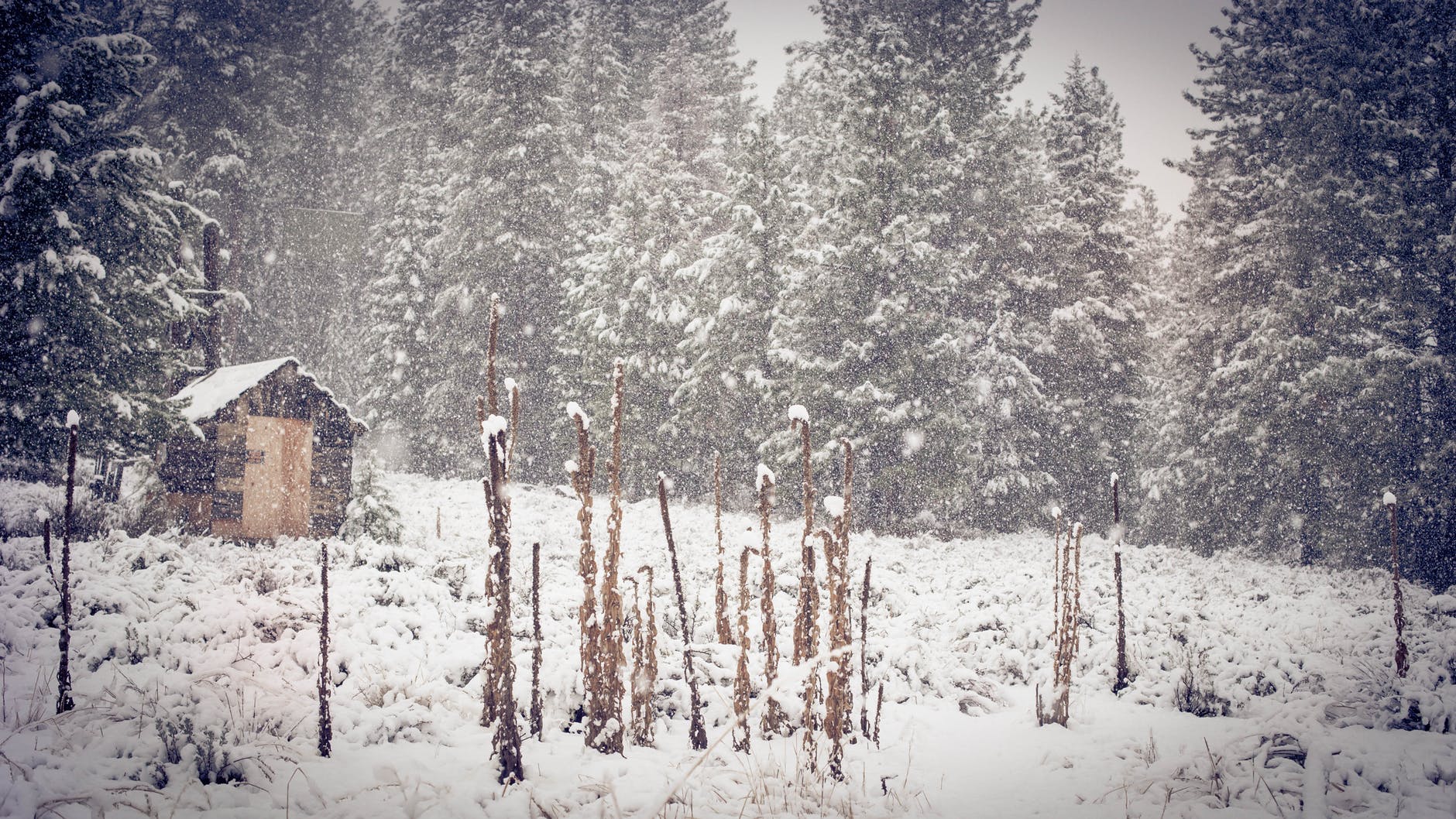 brown shed near green pine trees during snow
