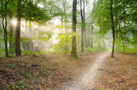 gray pathway surrounded by green tress