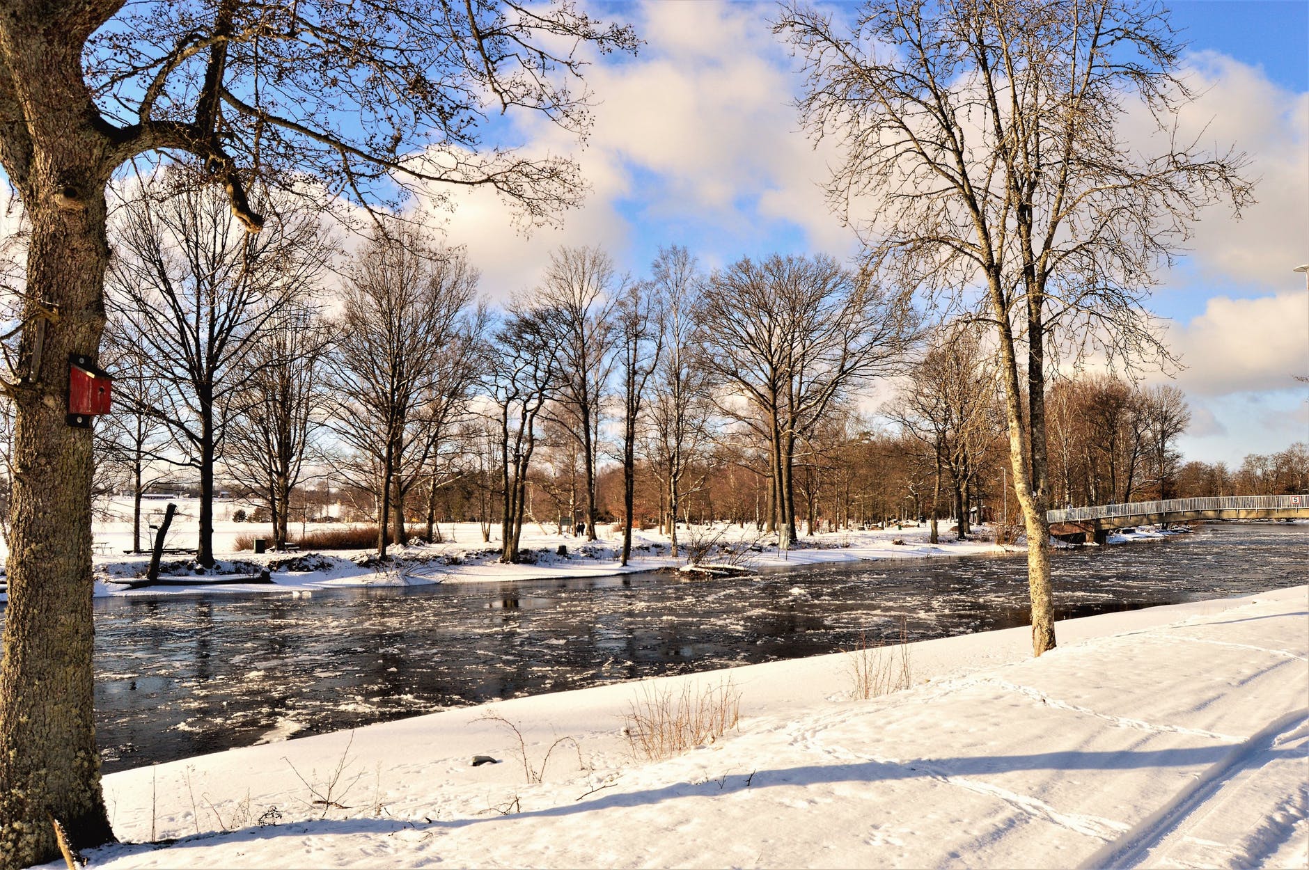 photography of bare trees near river