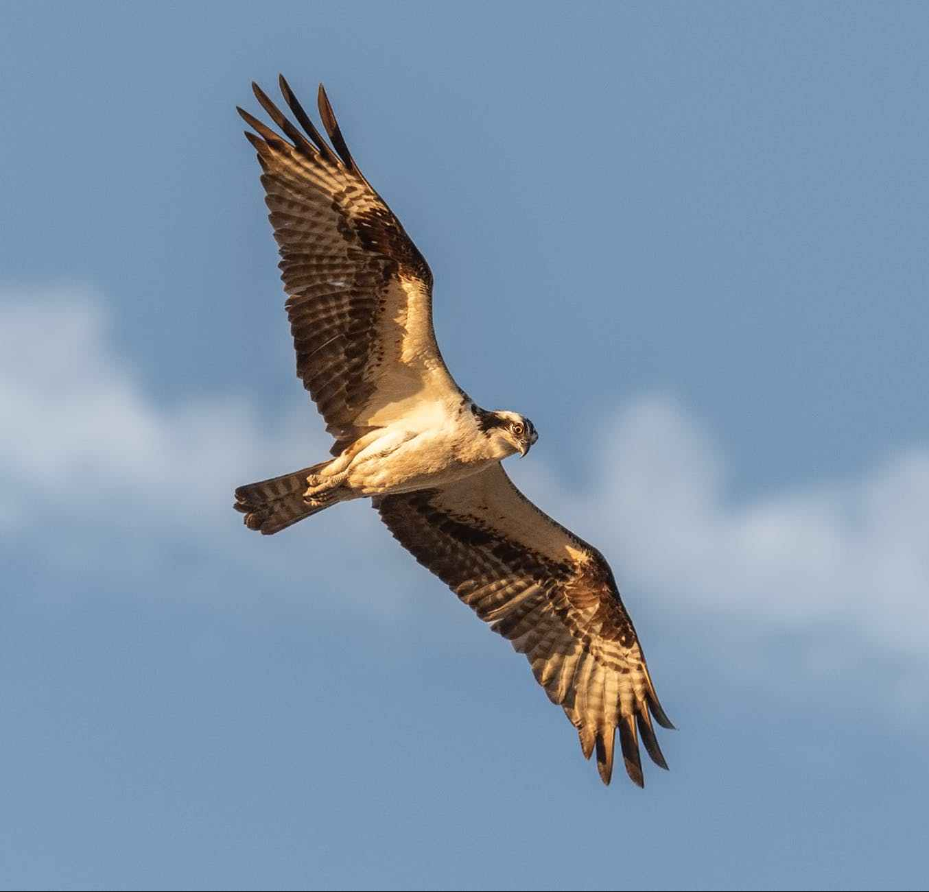 selective photography of flying black falcon