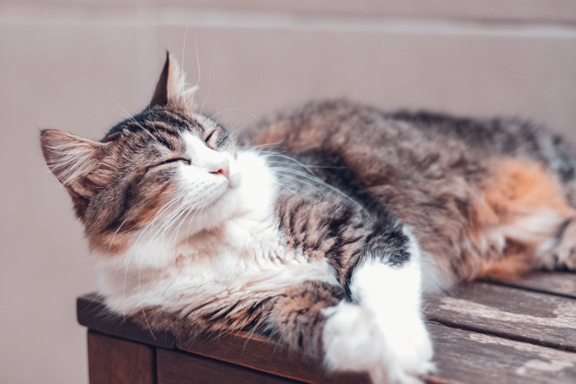 cat lying on table