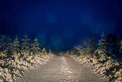 gray and white filled of snow trees and pathwalk