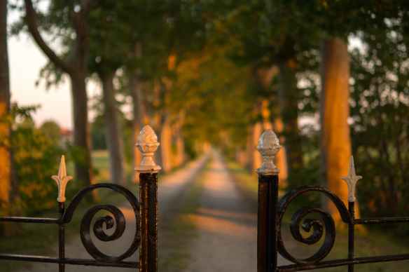 pathway between green trees brown steel gate during daytime