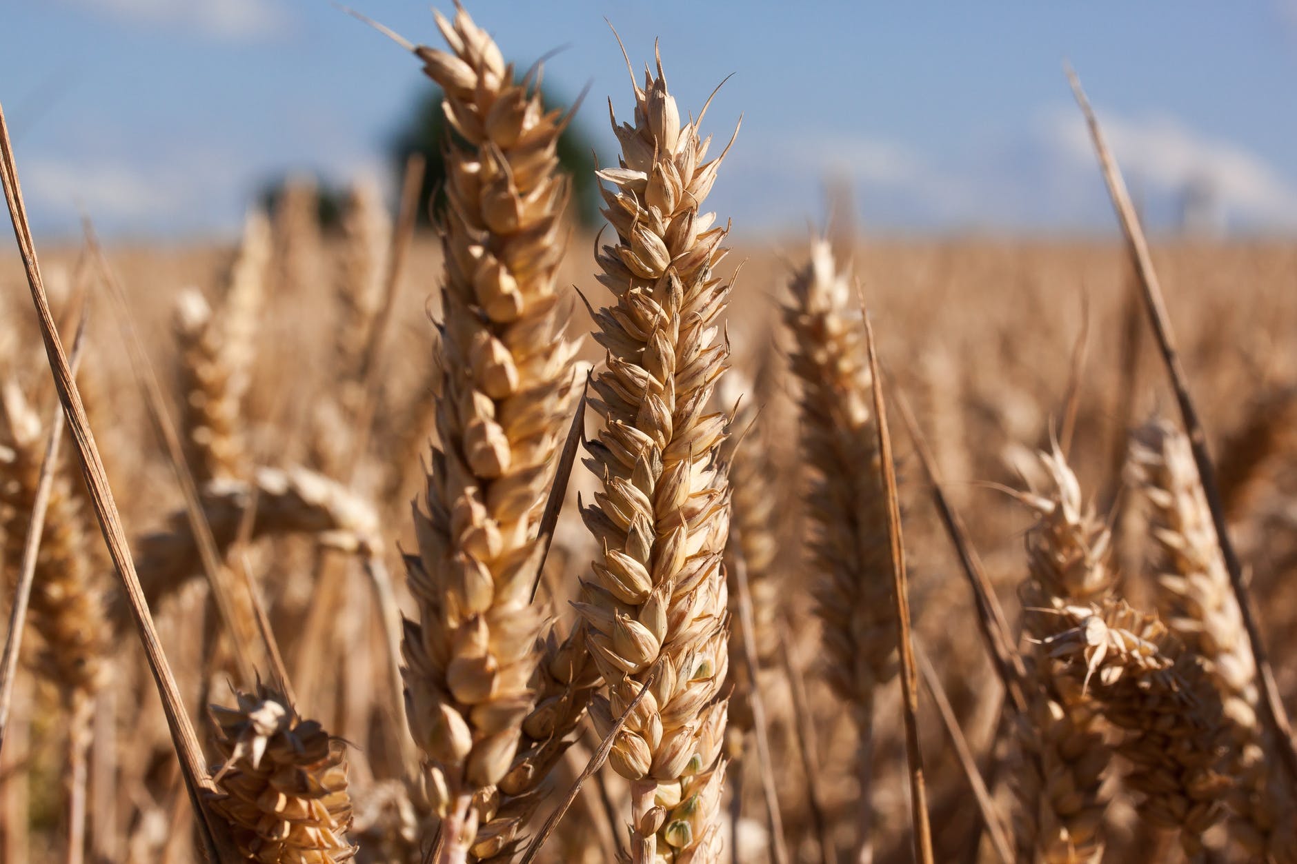 brown wheat under blue sky