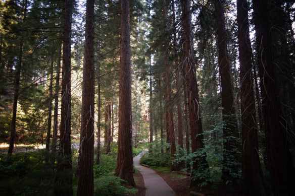 selective focus photography of forest