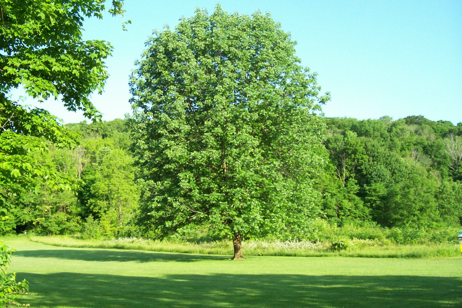 2019 May 24 Walnut Woods and Chestnut Ridge 014