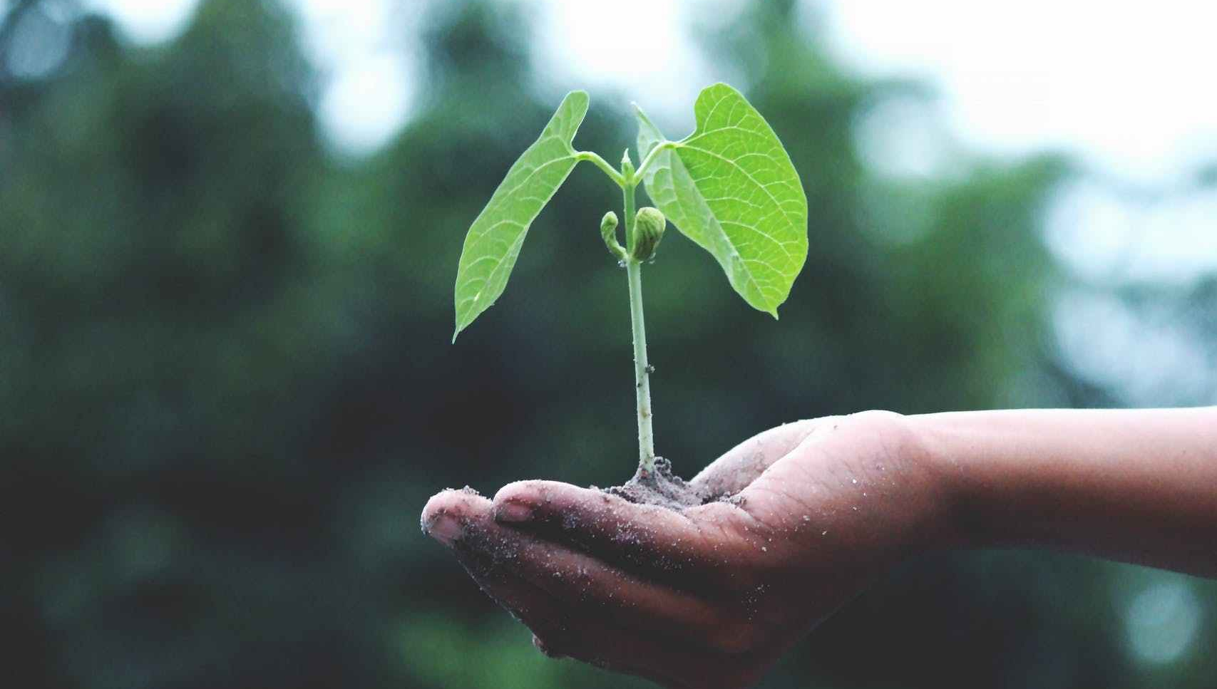 person holding a green plant