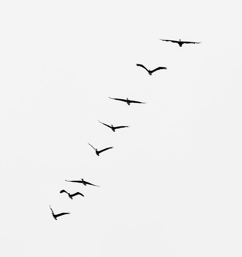 silhouette of flying birds