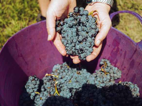 person holding bunch of grapes